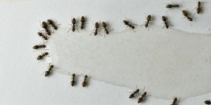 Ants are one of the top 10 household pests in California - Western Exterminator, formerly Hitmen