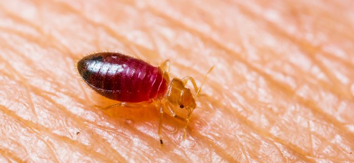 Bed bugs are one of the top 10 household pests in California - Western Exterminator, formerly Hitmen