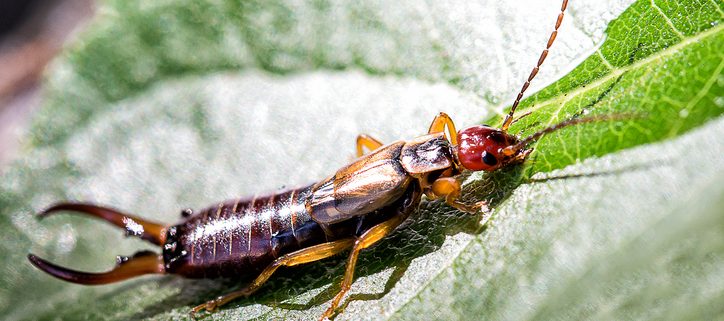Earwigs are one of the top 10 household pests in California - Western Exterminator, formerly Hitmen