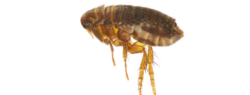 are one of the top 10 household pests in California - Western Exterminator, formerly Hitmen