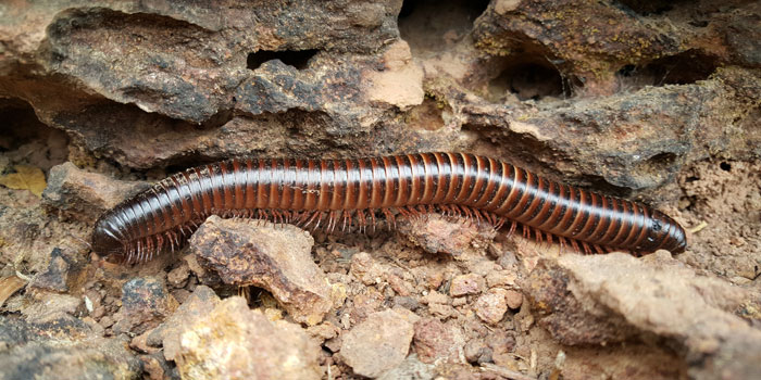 Millipedes are one of the top 10 household pests in California - Western Exterminator, formerly Hitmen