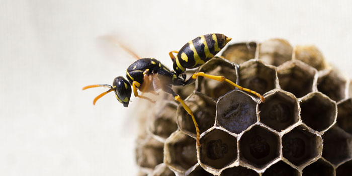 Paper wasps are one of the top 10 household pests in California - Western Exterminator, formerly Hitmen