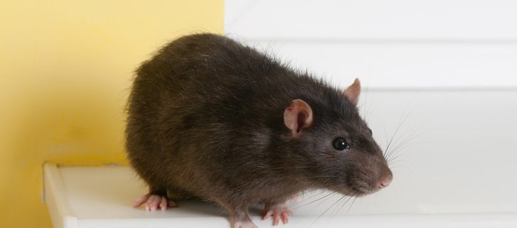 Rodents are one of the top 10 household pests in California - Western Exterminator, formerly Hitmen