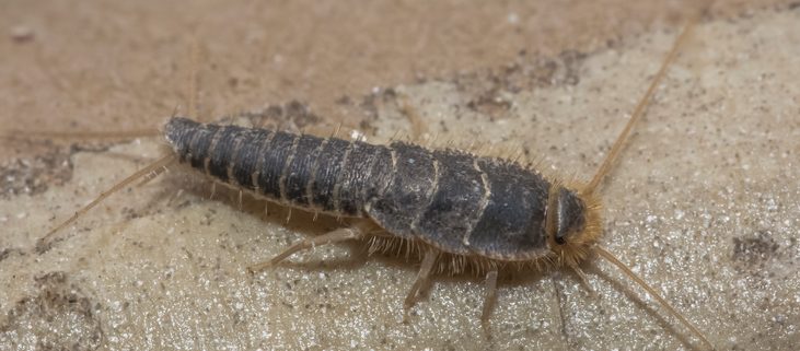 Silverfish are one of the top 10 household pests in California - Western Exterminator, formerly Hitmen