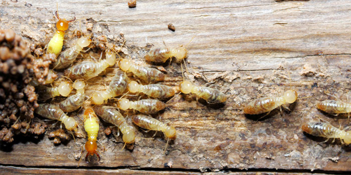 Termites are one of the top 10 household pests in California - Western Exterminator, formerly Hitmen