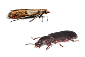 Identifying and controlling Indianmeal moths and confused flour beetles in your North or East Bay Area home - Western Exterminator, formerly Hitmen