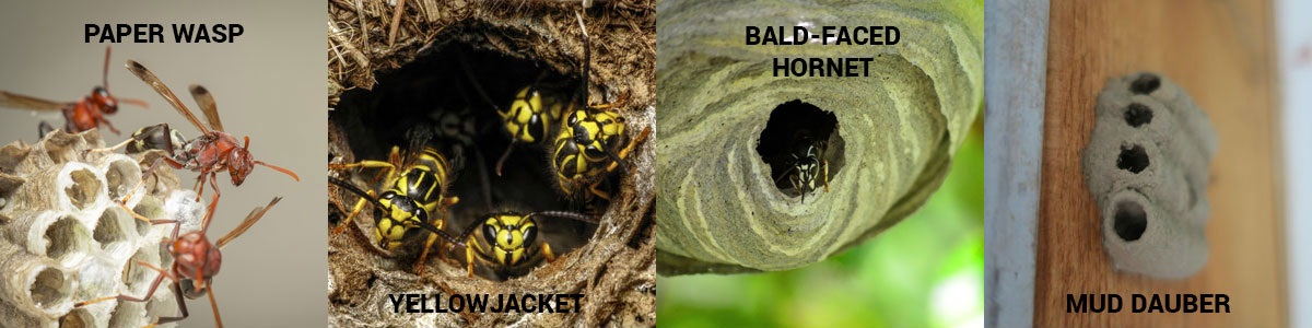 Wasp nest identification in the North Bay and East Bay Area - Western Exterminator, formerly Hitmen