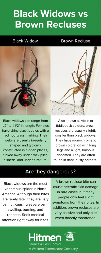 Black widow vs brown recluse infographic - Western Exterminator, formerly Hitmen in the North and East Bay Area 
