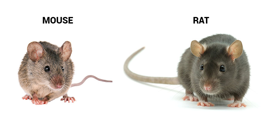 Mouse and rat identification in The North Bay and East Bay Area - Western Exterminator, formerly Hitmen