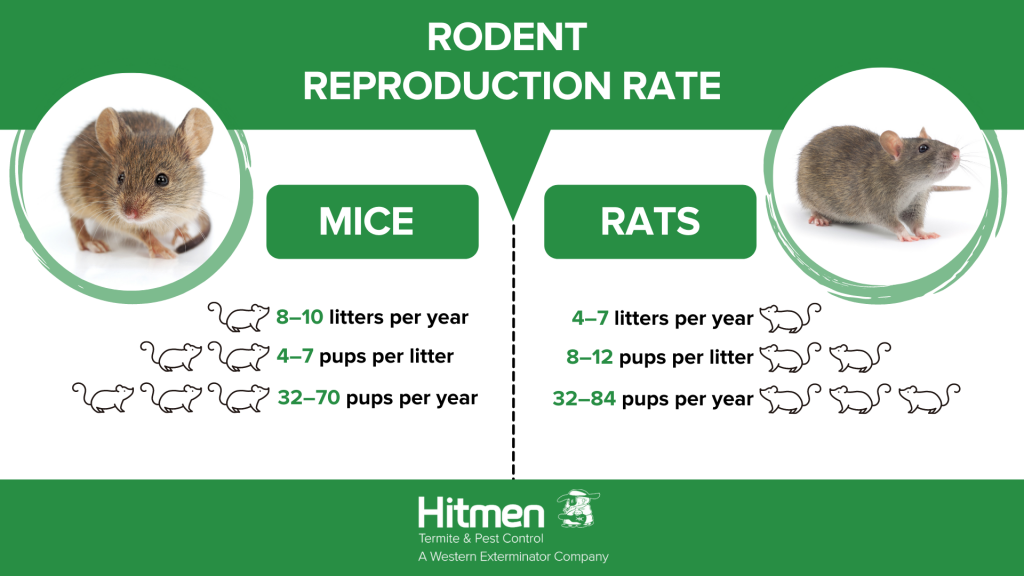 Rodent reproduction rate infographic - Western Exterminator, formerly Hitmen